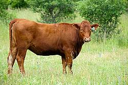 Beef Cow
