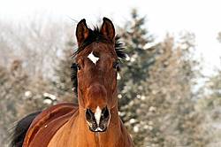 Portrait of a bay horse outside in the snow