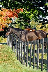 Horse looking over paddock fence