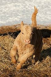 Young Beef Calf 