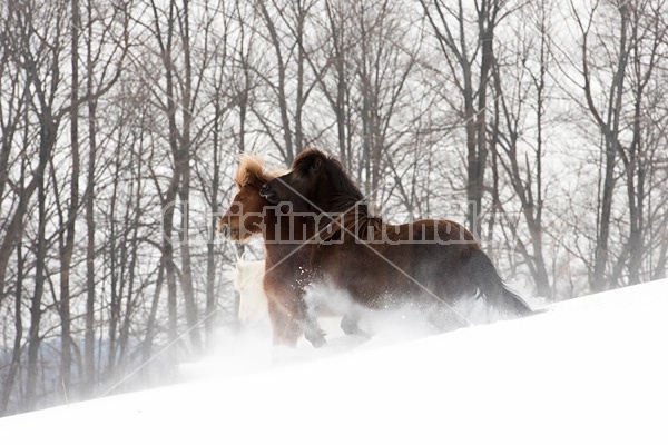 Icelandic horses running and playing in deep snow