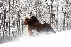 Icelandic horses running and playing in deep snow