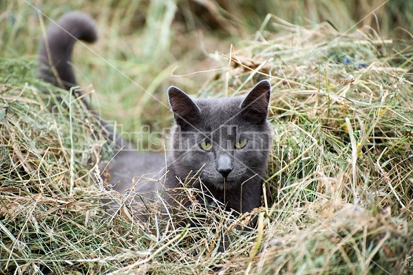 Gray cat sitting in a pile of hay