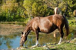 Rocky Mountain Horse
