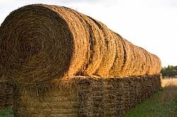 Round bales of hay piled up for winter storage