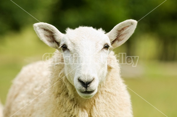 Sheep portrait