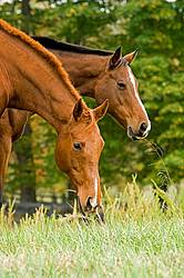 Two horses grazing on autumn pasture.