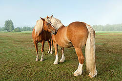Two chestnut horses standing in field in early morning light mutually grooming each other, scratching each other.