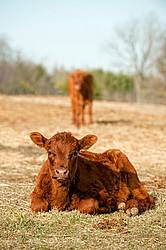 Young beef calf laying down