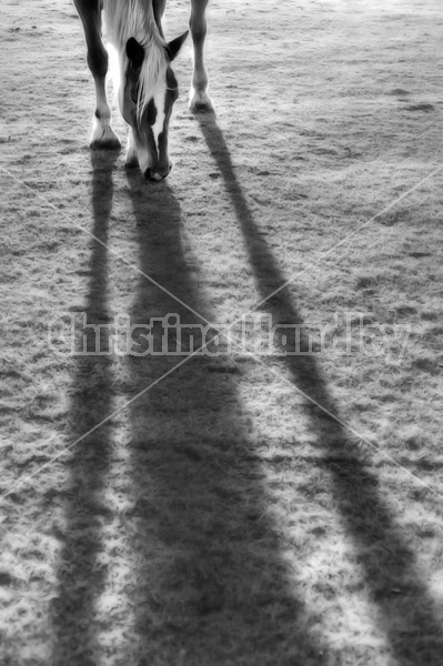 Horse grazing with light coming from behind creating a long shadow