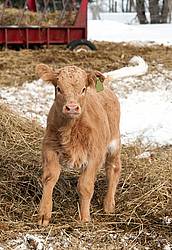 Young Charolais Beef Calf