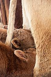 Twin beef calves suckling cow