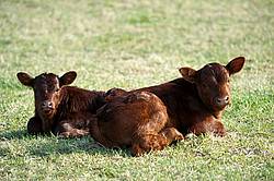 Two Beef Calves