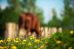 Horse grazing in springtime
