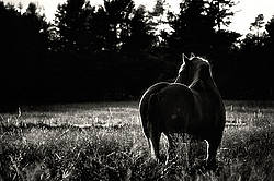 Belgian draft horse in pasture at sunset