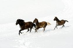 Herd of Rocky Mountain Horses Galloping in Snow