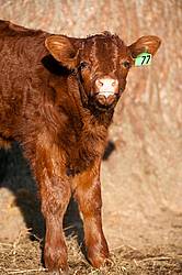 Beef calf portrait