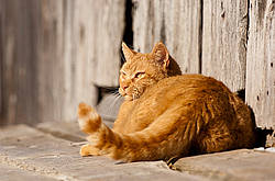 Orange barn cat