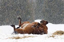 Bay Horse in Snow