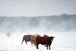 Photo of beef cows standing outside in winter during snowstorm