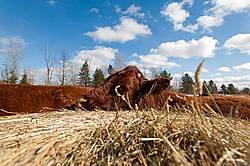 Beef Cow Eating Hay