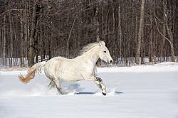 Irish Sport Horse galloping in deep snow