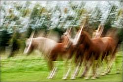 Abstract photo of a group of horses