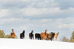 Herd of Rocky Mountain Horses standing on a hilltop in the snow