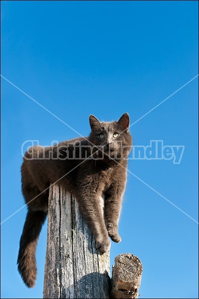 Gray barn cat hanging around on the top of a fence post