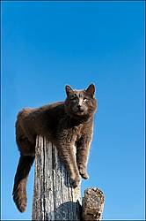 Gray barn cat hanging around on the top of a fence post