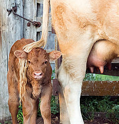 Charolais beef cow and calf