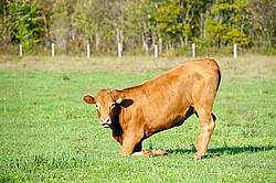 Beef Cow Kneeling