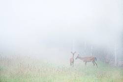 Two deer in a field on a foggy morning.