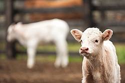 Baby Charolais beef calf