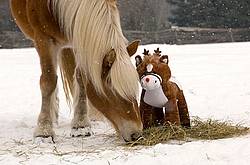Belgian Draft horse sniffing stuffed pony