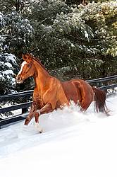 Thoroughbred chestnut horse galloping through the deep snow