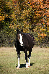 Portrait of a black horse in the autumn colors