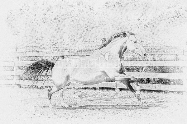 Pencil sketch digital art of horse running around paddock