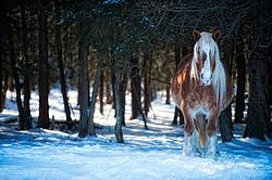 Photo of a Belgian draft horse standing in the trees