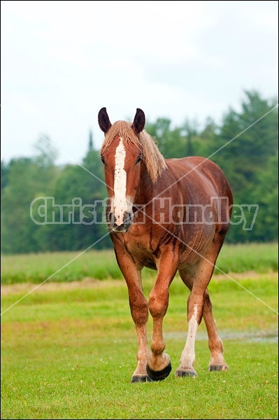 Young Belgian draft horse 