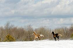 Herd of Rocky Mountain Horses Galloping in Snow