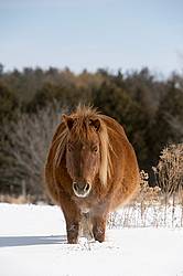 Chestnut pony standing ion deep snow
