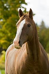 Portrait of a chestnut horse in the autumn.