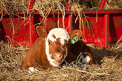 Young baby beef calf laying in hay beside hay feeder