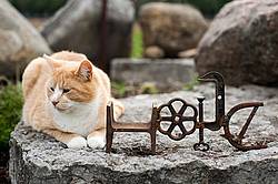 Orange cat and metal hope sign