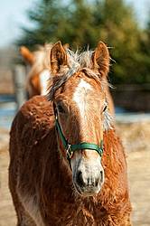 Portrait of a Yearling Belgian Draft Horse