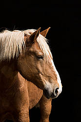 Portrait of a Belgian draft horse