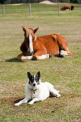 Farm dog laying in field with horse