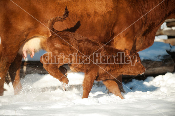 Baby beef calf running and playing in the snow