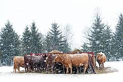Beef Cows Standing at Feeder